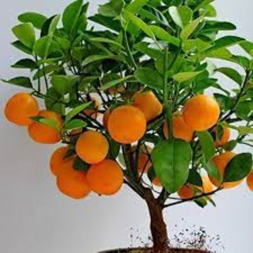 Orange (Santra) Fruit Plant Manufacturer & Supplier in India